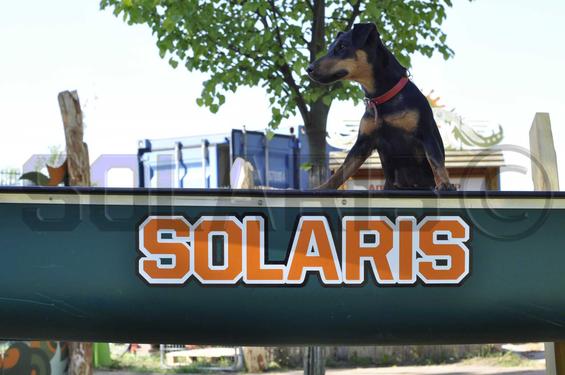 Unser Solaris Hund 