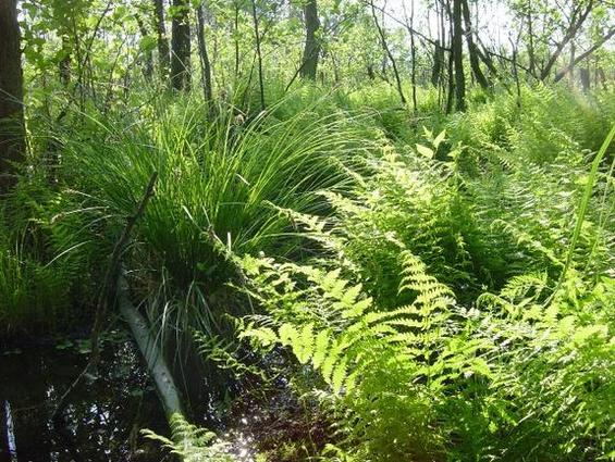 Ufervegetation an der Havel