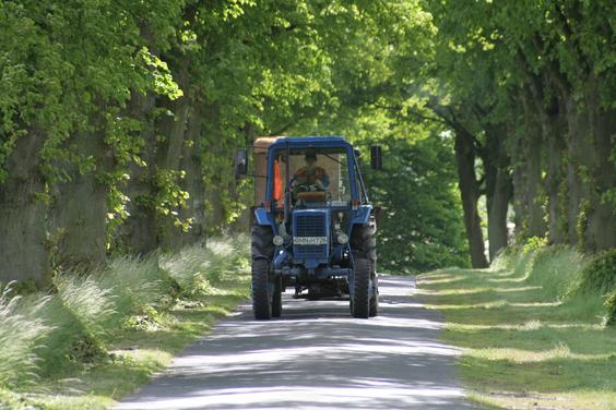 Baumallee nach Nehringen