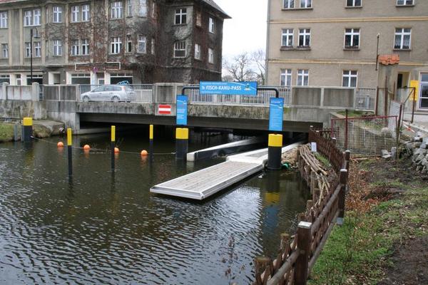 Steg zum Kanu-Fisch-Pass in Fürstenberg