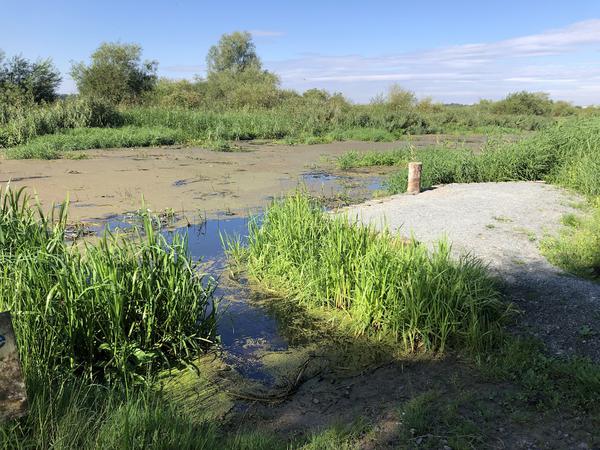 Aussetzen an der Slipstelle oder an der Pfahlreihe beim Wehr Langsdorf