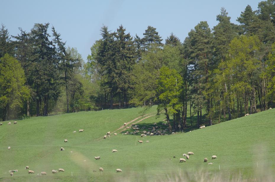 Schafe bei Groß Görnow