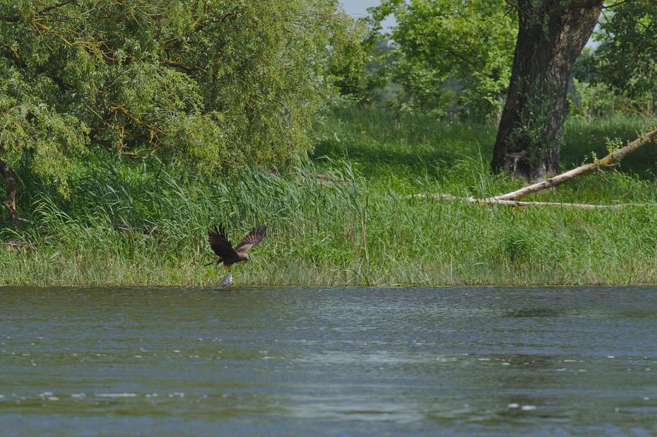 Schwarzmilan mit Beute an der Oder