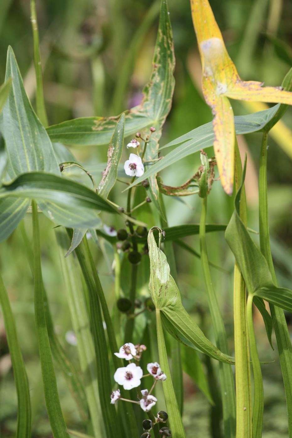 Blühendes Pfeilkraut (Sagttaria sagittifolia)
