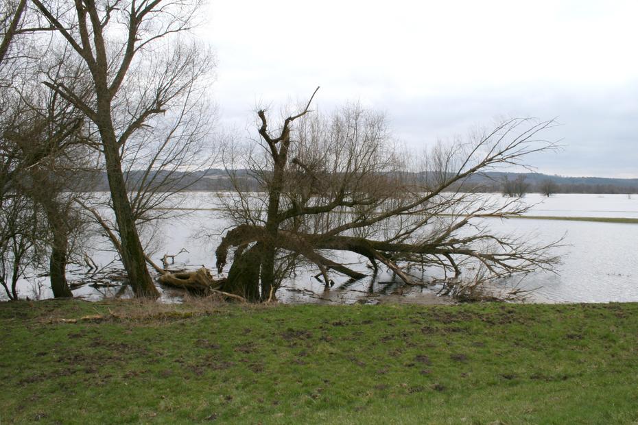 Überflutete Oderpolder bei Criewen