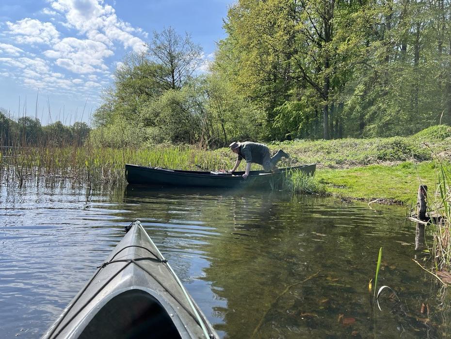 Stör vor Willenscharen
