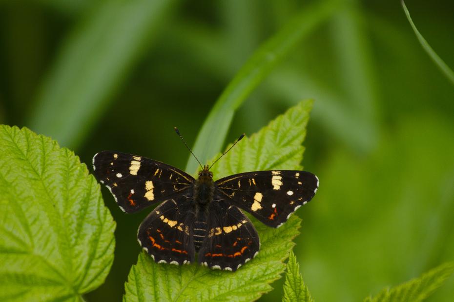 noch ein Schmetterling: Landkärtchen an der Peene bei Gützkow