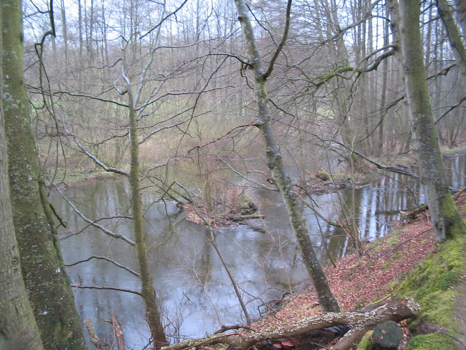 Sumpf, Schwentine - Altarm, nahe Gut Rastorf-Siedlung