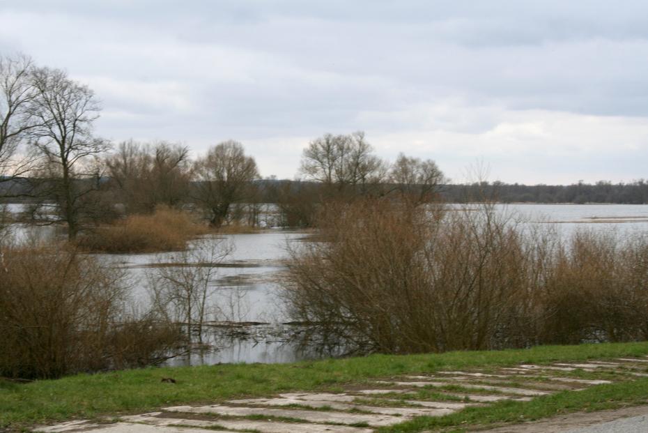 Überflutete Oderpolder in Criewen