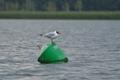 Lachmöwe auf dem Zotzensee