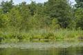 wildes Ufer an der Kleinen Havel bei Brückenkopf