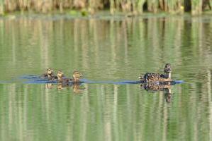 Stockenten auf dem Finowkanal