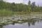wildes Ufer in der Dollbek