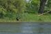 Schwarzmilan mit Beute an der Oder