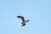 Jagender Fischadler über dem Kagarsee