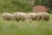 Schafe an der Ilmenau